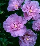 Hibiscus syriacus Lavender Chiffon - Rose of Sharon - 20 seeds