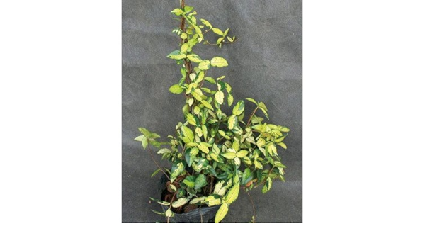 注目のブランド 緑のカーテン ツル性植物 テイカカズラ 定家葛 オウゴンニシキ 大株 斑入り 紅葉 白花 常緑つる性低木 常緑樹 Portalcultura Net Br 注目のブランド 緑のカーテン ツル性植物 テイカカズラ 定家葛 オウゴンニシキ 大株 斑入り 紅葉 白花 常緑つる性低木 常緑樹 Portalcultura Net Br