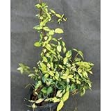 緑のカーテン テイカカズラ(定家葛)・オウゴンニシキ(大株) 斑入り 紅葉 白花 常緑つる性低木