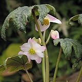 【山野草】八手シュウカイドウ
