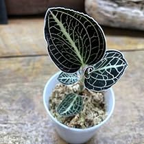 激レア　マコデス　リミィ　東カリマンタン　中苗　ジュエルオーキッド 激レア マコデス リミィ 東カリマンタン 小苗 ジュエル