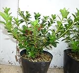 【ノーブランド品】 クルメツツジ(赤） 樹高0.3m前後 13.5cmポット 【5本セット】