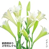 国華園　花たね　切花向き　新鉄砲ユリ　2号セレクト　1袋(20粒)【※発送が国華園からの場合のみ正規品です】