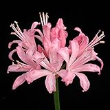 【ダイヤモンドリリー】ネリネ「ピンクブロケード」
