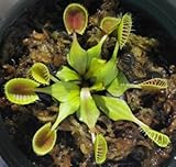 Dionaea Muscipula Giant Clip Venus Fly Trap Seeds 100pcs Insectivorous Seed Garden Plant Seed Bonsai