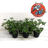蚊連草(蚊よけ植物かれんそう）3号ポット6株セット[人気の苗] ノーブランド品