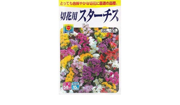 Amazon 美色混合 スターチス 春 秋まき 4 花