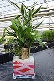 ［寄せ植え］ハイドロカルチャー　観葉植物　　赤バージョン スクエア１５