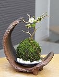 海岸から迫り出したような景色【白長寿梅（シロチョウジュバイ）の苔玉・三日月型　盆栽・苔玉飾り台・器セット】 (敷石の色（白石）)