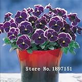 パンジーの種ヴィオラトリコロールガーデンフラワー種子パンジーの種ヴィオラトリコロールガルドのビッグセール1パック合計100種