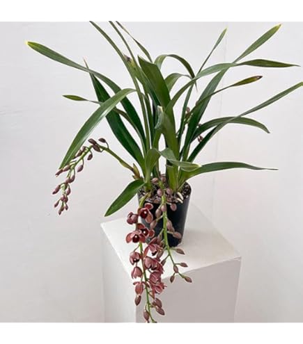 Amazon.co.jp: シンビジューム：金稜辺（キンリョウヘン）花芽付き4号