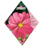 [春～初夏まき 花タネ][フランス花の種]コスモス ピンキー* ノーブランド品