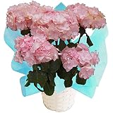 夏色-秋色ケイコピンク　プレミアム　さかもと園芸　夏色-秋色あじさい アンティークアジサイ　品種ケイコピンク（ピンク系)　プレミアム5号鉢　鉢植え　ラッピング鉢　kaopuストア　プレゼント　送料無料
