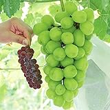 国華園　果樹苗　ブドウ　雄宝　1株【※発送が国華園からの場合のみ正規品です】