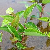(ビオトープ/水辺植物)サウルルス(アメリカハンゲショウ)(1ポット) 本州・四国限定[生体]