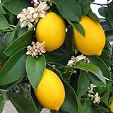 早成り大実レモン(育てやすく寒さに強いマイヤーレモン)【果樹苗9cmポット/2個セット】【10月～11月が植え時!即出荷!送料込み価格!】