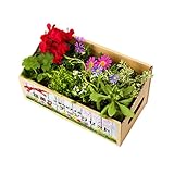 敬老の日 盆栽 フラワーギフト スペシャルシリーズ 敬老の日 盆栽 フラワーギフト【秋の花苗セット8選:9ポット苗】 定型メッセージカード 産直出荷 お届け先地域によっては別途送料がかかる場合がありま