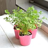 相武ガーデン 野菜苗 今人気のパクチー3ポットセット