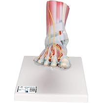 51UuSUqJ8qL._AC_UL210_SR210,