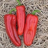 野菜の種ピーマンRumyanyye ShcheckiロシアHeriloom NON-GMO