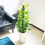 ポトス ヘゴ仕立て 観葉植物 スタイリッシュな白色鉢カバー付 育てやすく丈夫 インテリア
