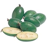 フェイジョアの苗木 ジェミニ