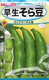 ソラマメ早生そら豆