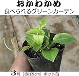 オカワカメ おかわかめ ９cmポット苗