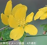 樹木:斑入りヤマブキ 15cmポット苗【紫桜館山の花屋】