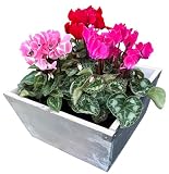 花のギフト社 シクラメン 寄せ植え お花 シクラメンの花 鉢植え ミニ ガーデンシクラメン アイビー