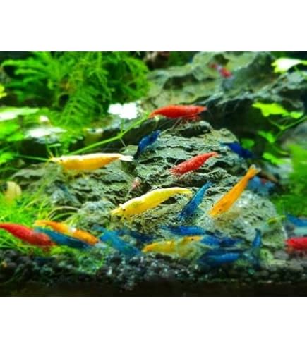 アクアリウム　メダカ　シュリンプ Amazon | 【めだか街道】カラーシュリンプ4種MIXセット！20匹＋保障