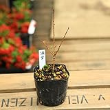 苗：富士桜（琳宝）*（直）（八房八重咲）