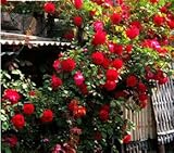 Rosa,Climbing Plants , Polyantha rose, Chinese Flower Seeds ,Climbing Roses Seeds , 200 pcs/bag 10