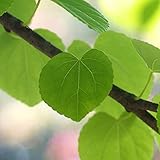 カツラ（桂）単木 樹高1.8m前後 落葉高木 シンボルツリー