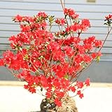 庭木・植木：本霧島ツツジ（ほんきりしまつつじ）鉢植え、庭植えにもちょうど良いサイズ！