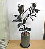 [エルフルール]観葉植物 フィカス・バーガンディ 陶器鉢入