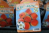 【果樹苗】【接木】　梅　露茜（つゆあかね）　一年生　【送料込価格】