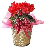 花由 バスケット付き シクラメン5号 鉢植え 華やかレッド 12月21日～12月24日のお届け