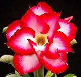 40 Fresh seedsアデニウム アラビカム オベスム 砂漠のバラ種子(40粒)塊根植物種子Adenium obesum Desert Roses seeds no116-Double-red-