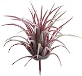 ポピー 多肉植物 造花 チランジア バーガンディー FG-4446BUR