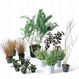 オンリーワン　ボーダー花壇　植栽セット　シック　アカシア　カッコいい景色　YE6-SET03
