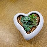 多肉植物　5種寄植え　ハート♡陶器（ワイヤースタンド付）