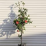 庭木：椿(ヤブツバキ)