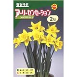秋植え球根 水仙 アーリーセンセーション (544314)