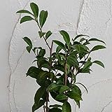 茶（チャ）：さえみどり4号ポット[鮮緑色で上品な芳香がある早生種] ノーブランド品