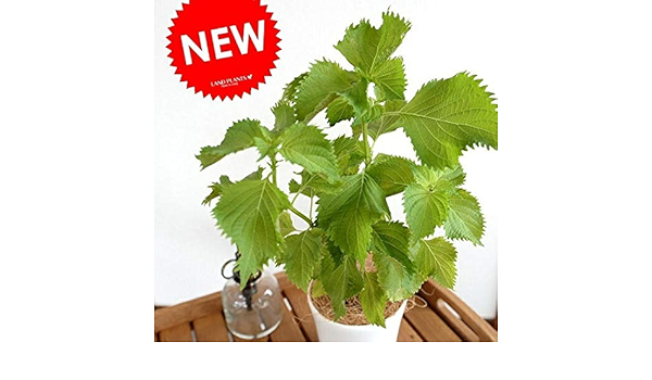 Amazon Land Plants シソ 青紫蘇 4号 苗 白色 プラスチック鉢 鉢植え 鉢