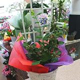 ブルーベリー 鉢植え 実付き（果実） サザンハイブッシュ系：ミスティ 大実　母の日ギフトや父の日プレゼント