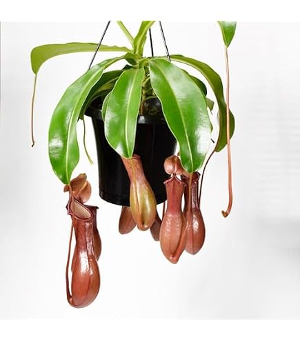 Amazon｜PLANCHU 食虫植物 ネペンテス ビーチ系 ハイブリッド 3号丸鉢
