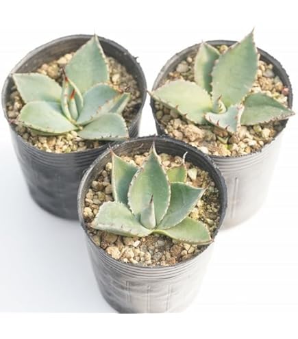 Amazon.co.jp: 多肉植物 吉祥天錦 アガベ パリー ホーチエンシス 10株