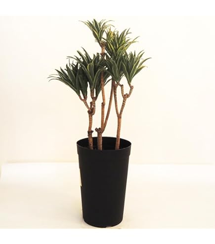 Amazon｜85番 ドラセナ コンシンネ レインボー 観葉植物 室内